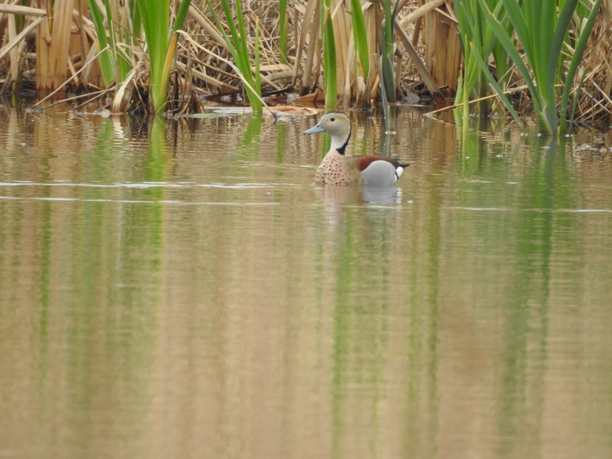 Ringed Teal - ML641946485
