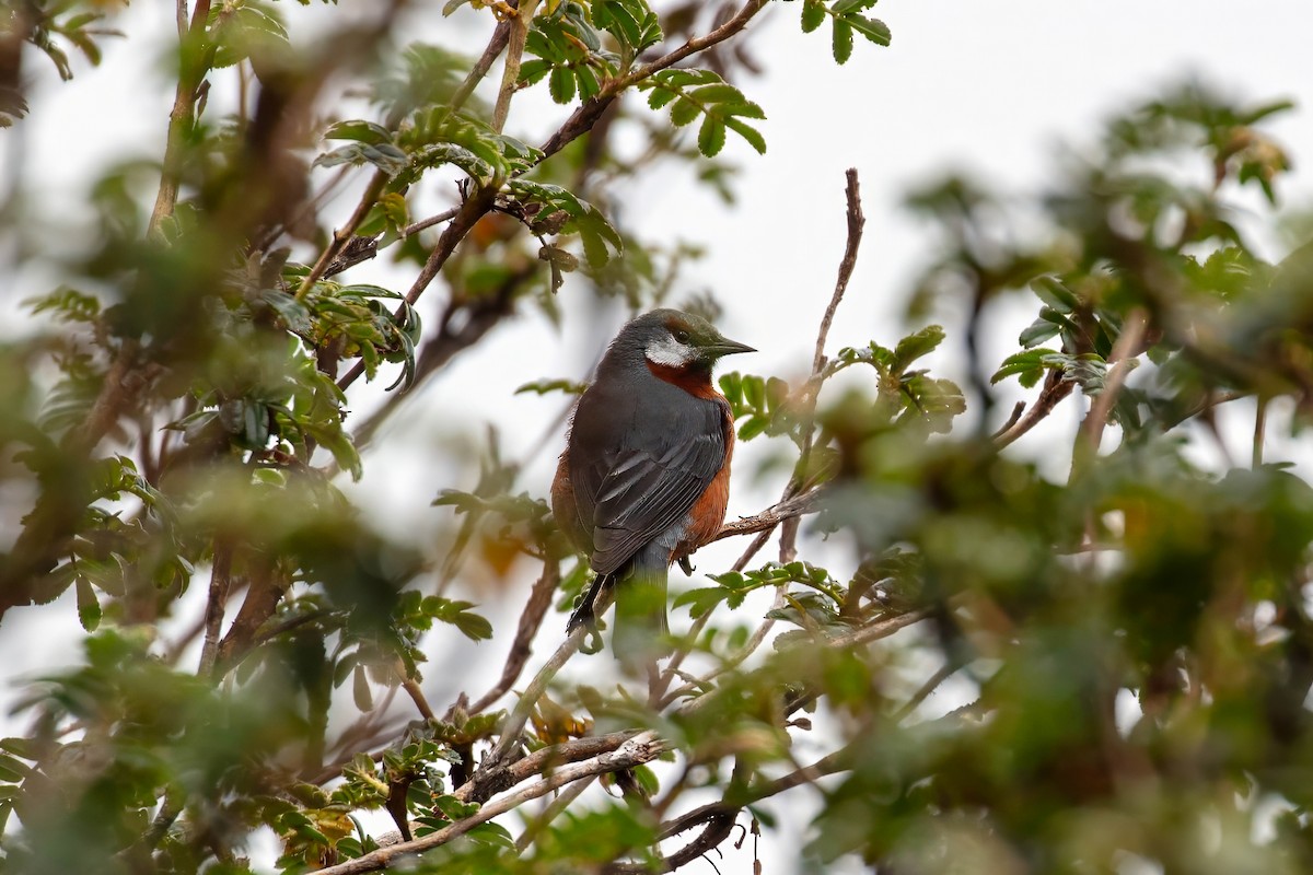 Giant Conebill - ML641946513