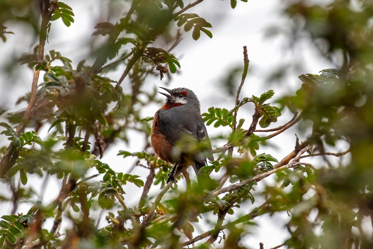 Giant Conebill - ML641946514