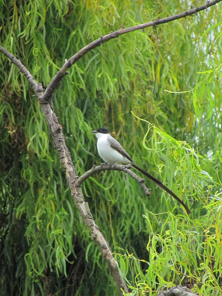 Fork-tailed Flycatcher - ML641946528