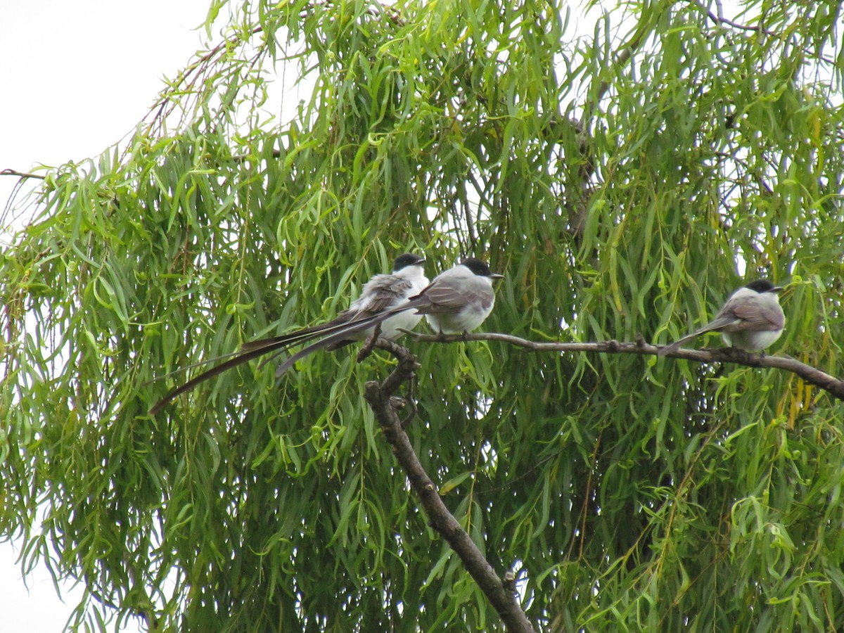 Fork-tailed Flycatcher - ML641946532