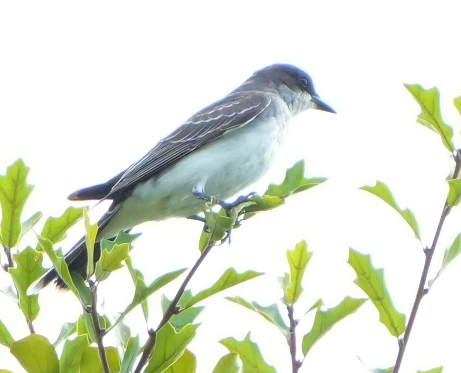 Eastern Kingbird - ML641946545