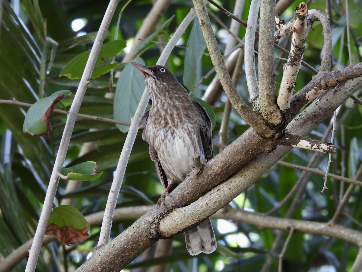 Pearly-eyed Thrasher - ML641946547