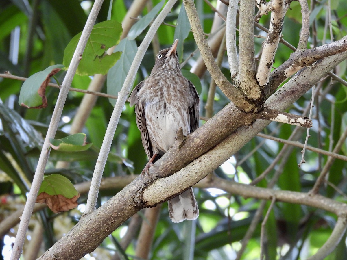 Pearly-eyed Thrasher - ML641946549