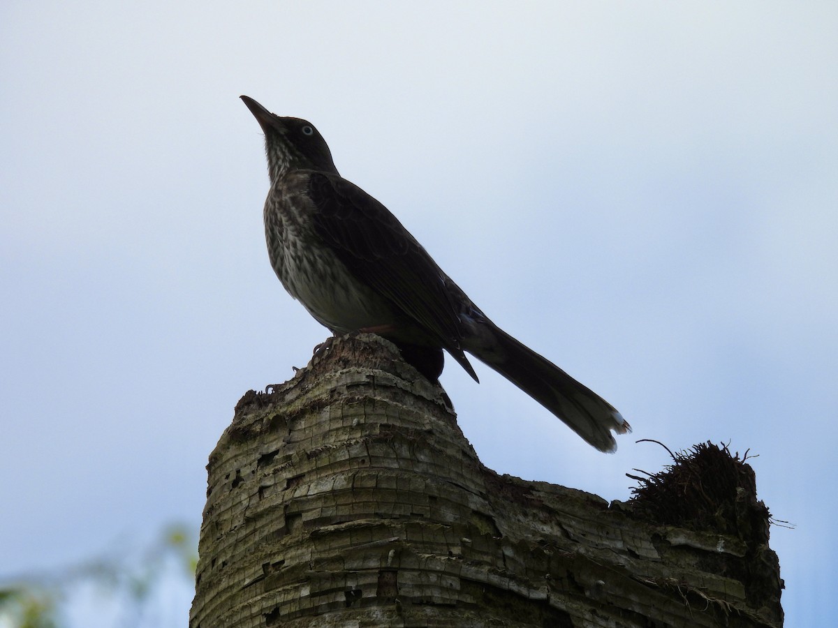 Pearly-eyed Thrasher - ML641946560
