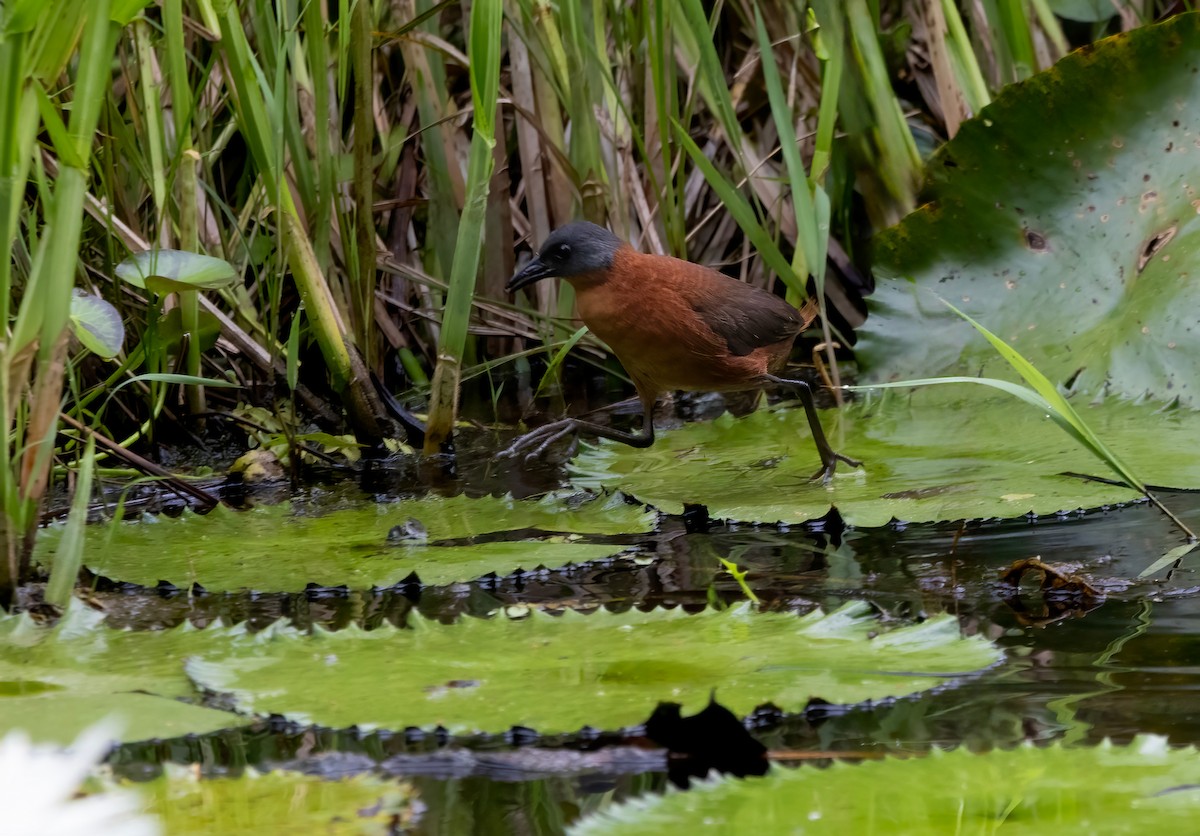 Ruddy Crake - ML641946562
