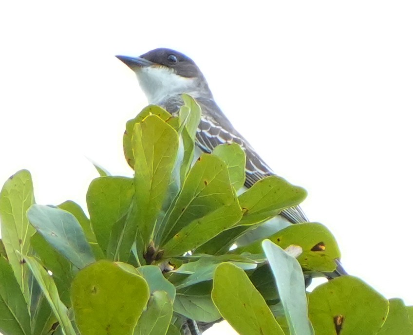 Eastern Kingbird - ML641946582