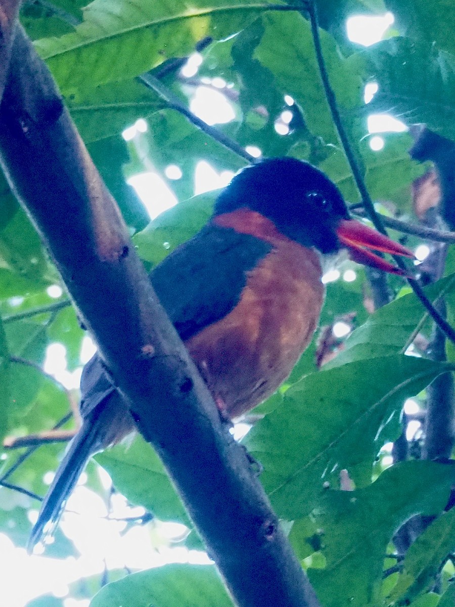 Green-backed Kingfisher - ML641946584