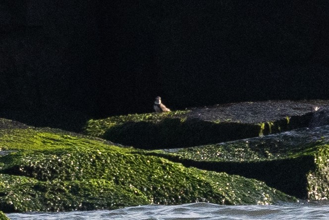 Semipalmated Plover - ML641946590