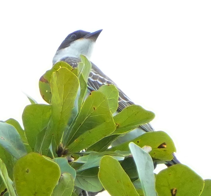 Eastern Kingbird - ML641946594