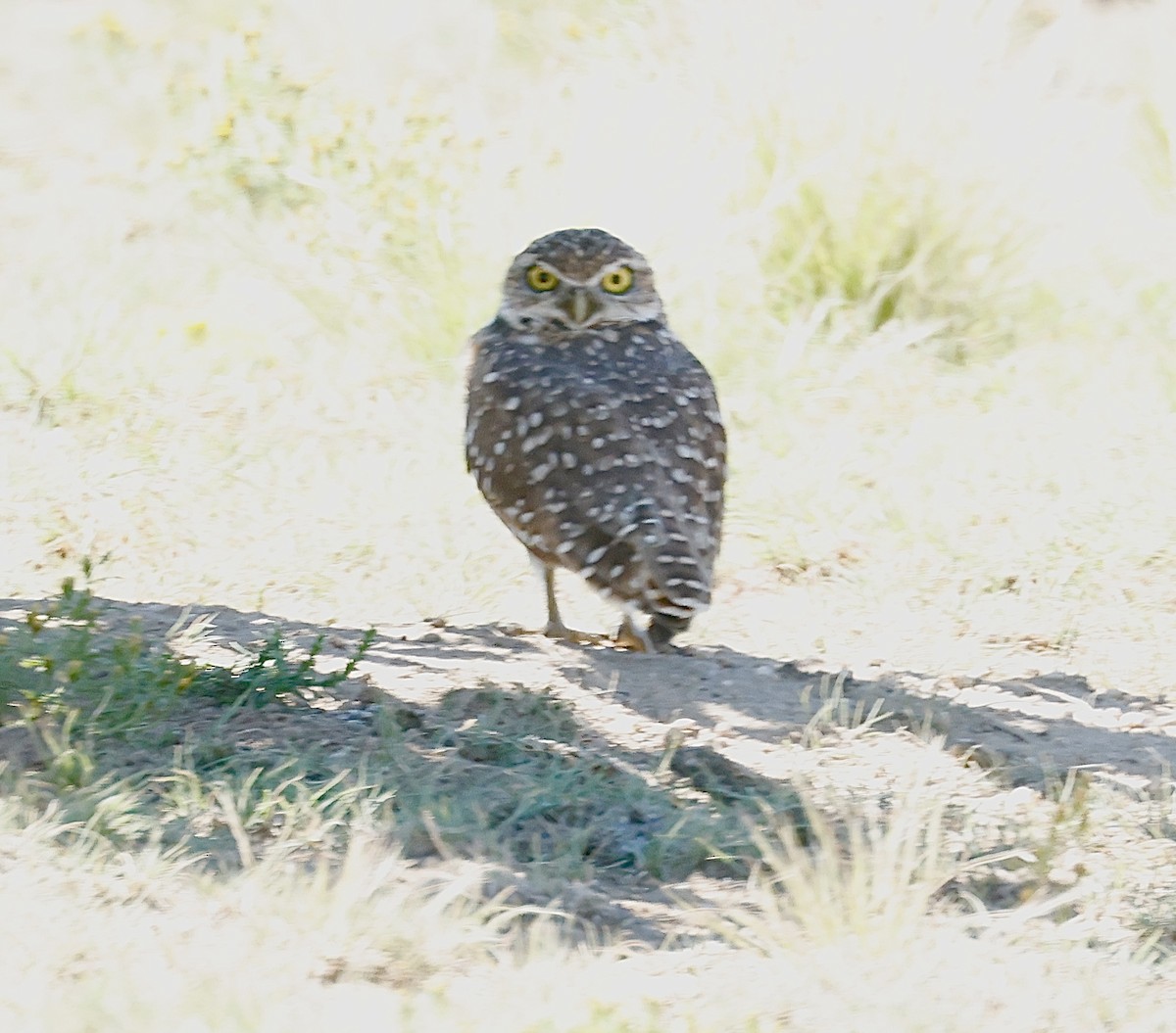 Burrowing Owl - ML641946614