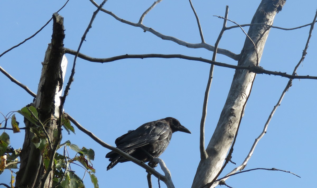 American Crow - ML641946632