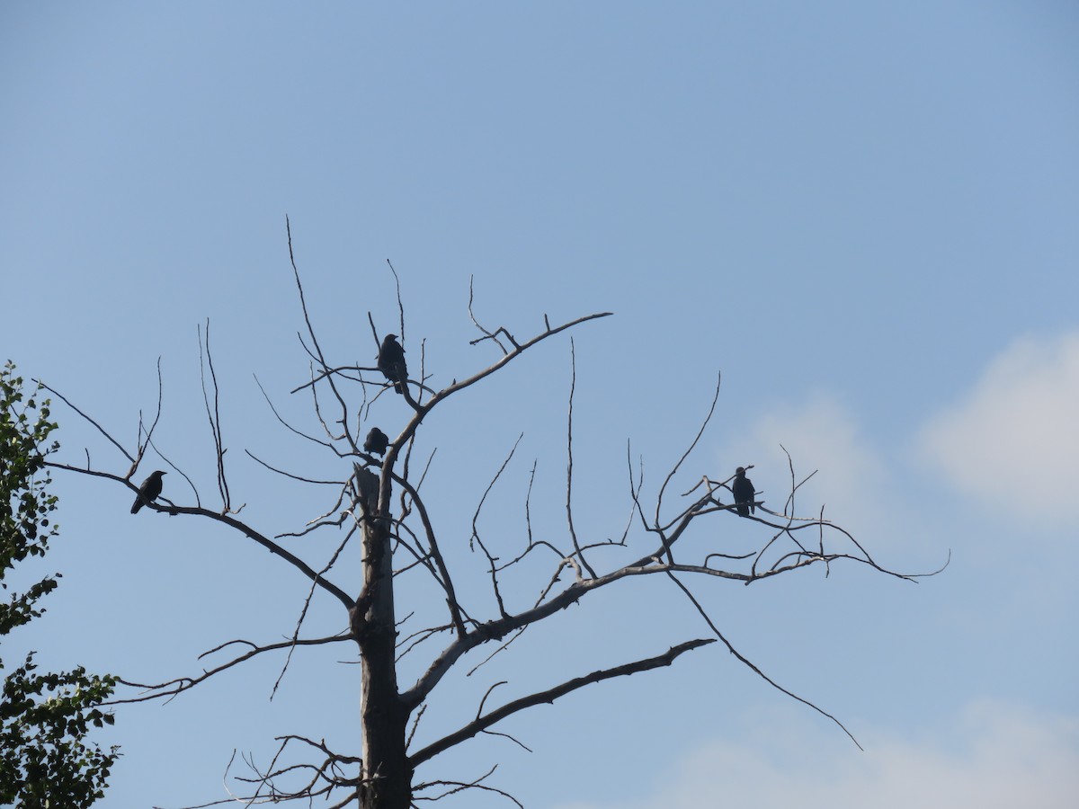 American Crow - ML641946633