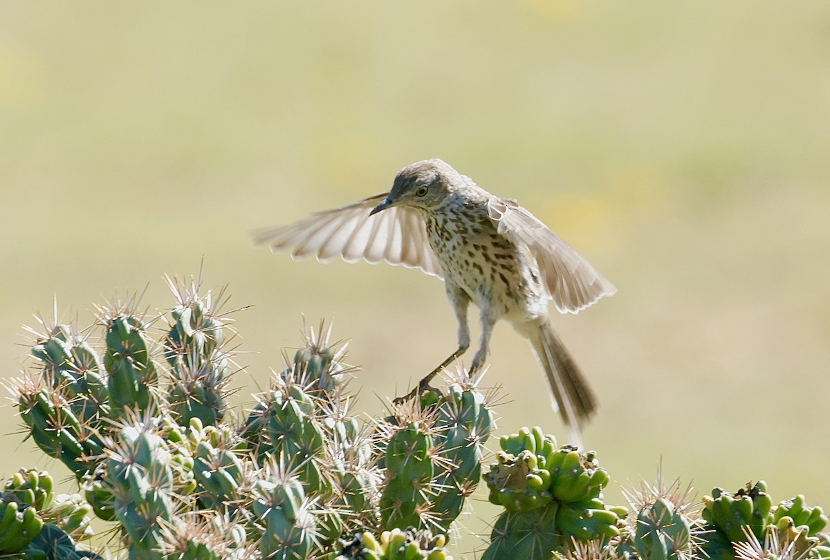 Sage Thrasher - ML641946638