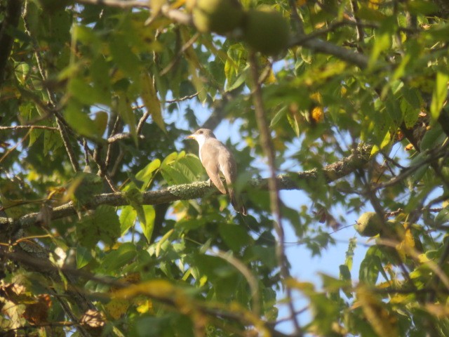 Yellow-billed Cuckoo - ML641946655