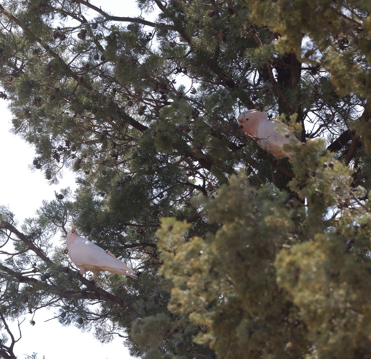 Pink Cockatoo - ML641946658