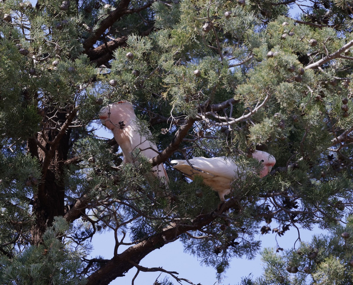 Pink Cockatoo - ML641946659