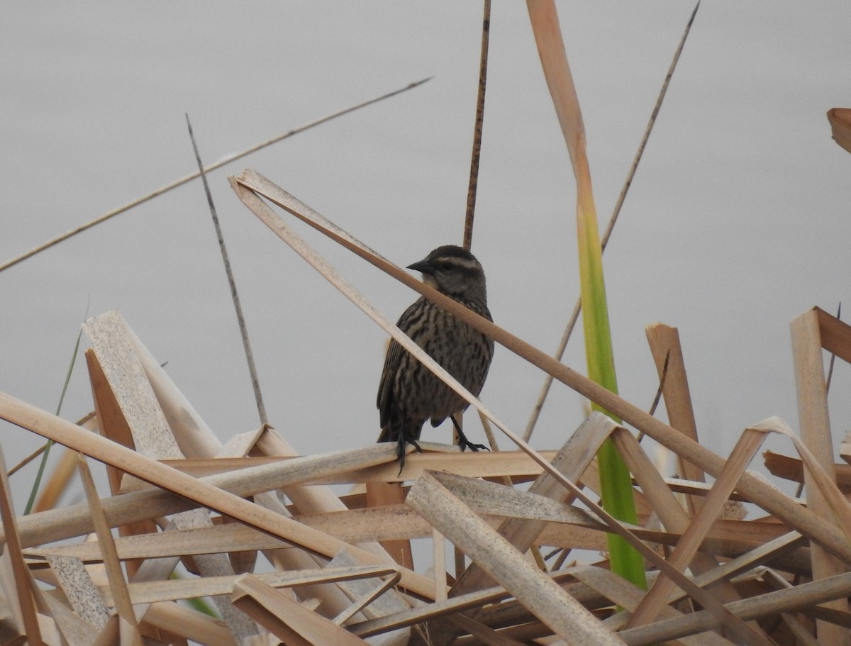 Yellow-winged Blackbird - ML641946666
