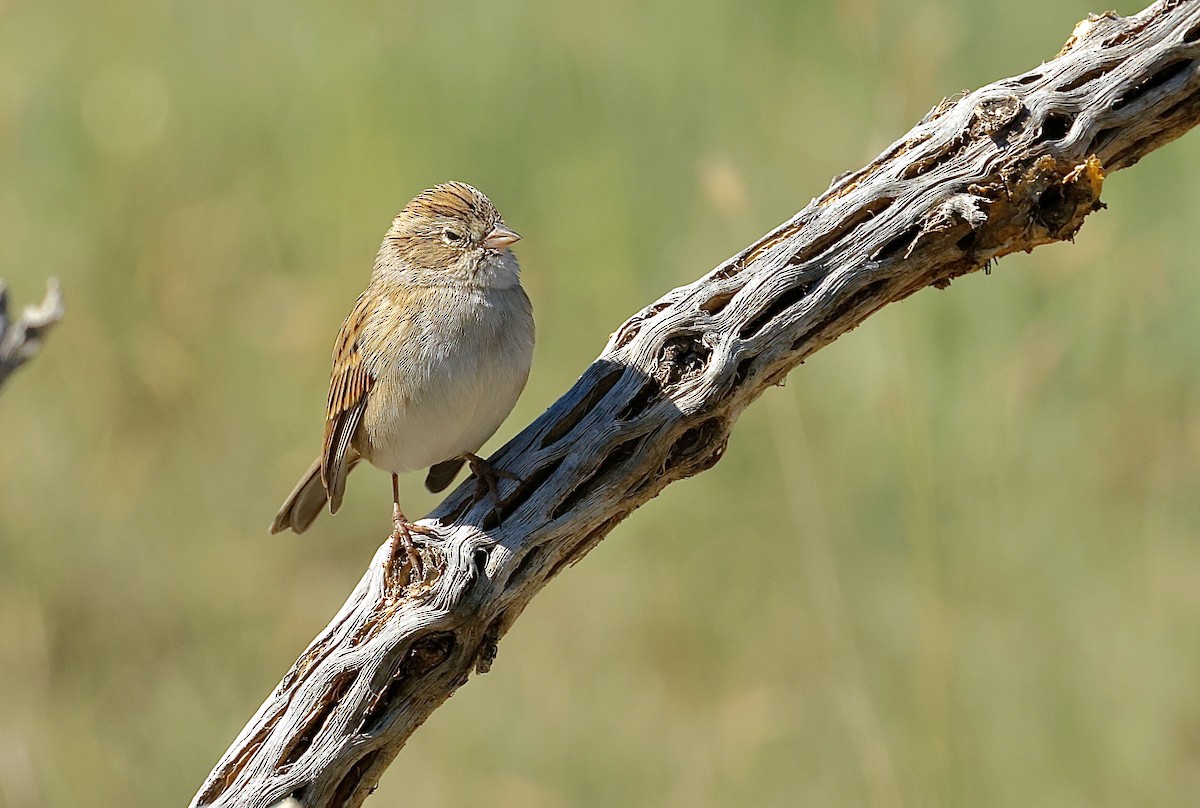 Brewer's Sparrow - ML641946672