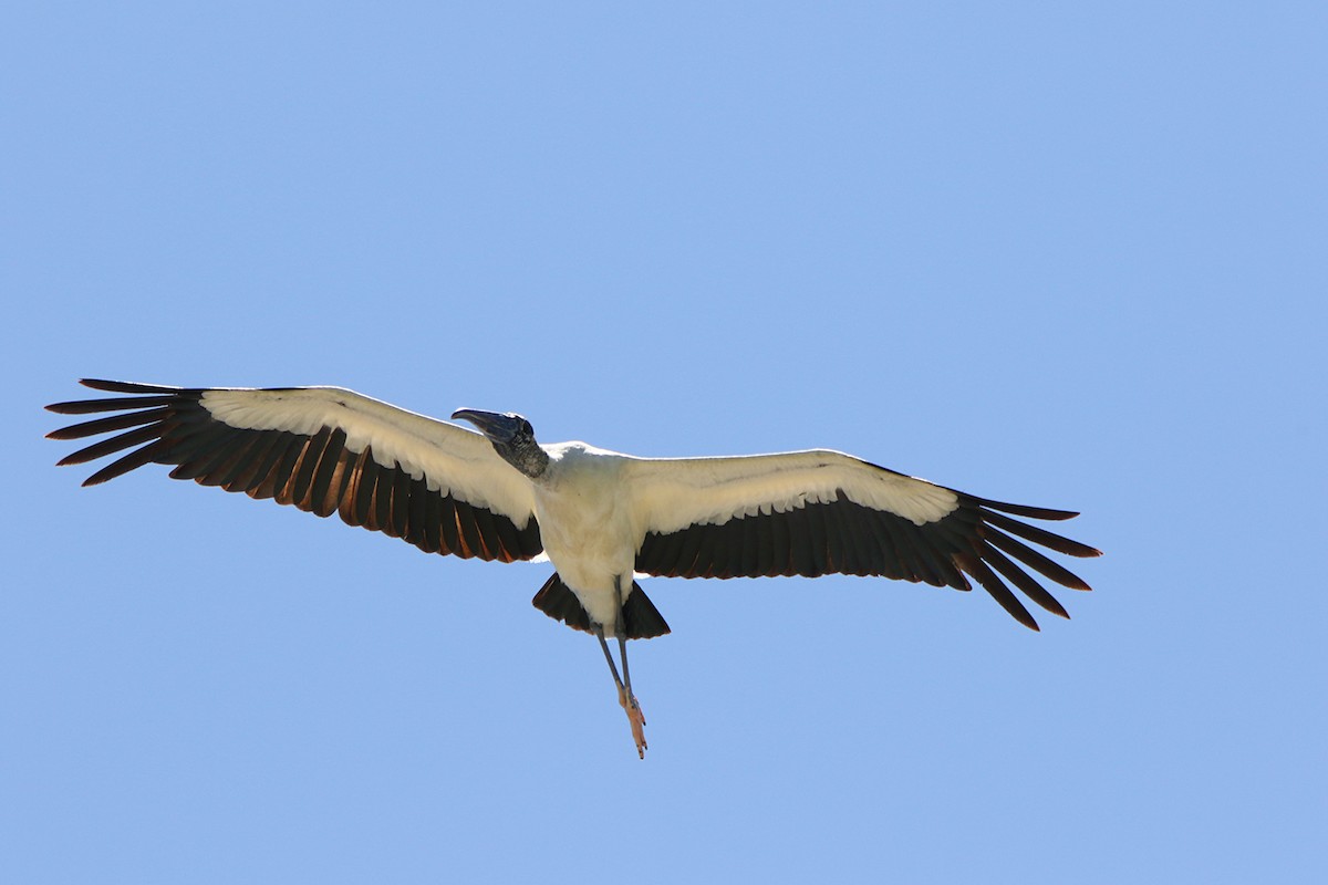 Wood Stork - ML641946677