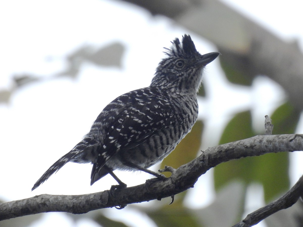 Barred Antshrike - ML641946678