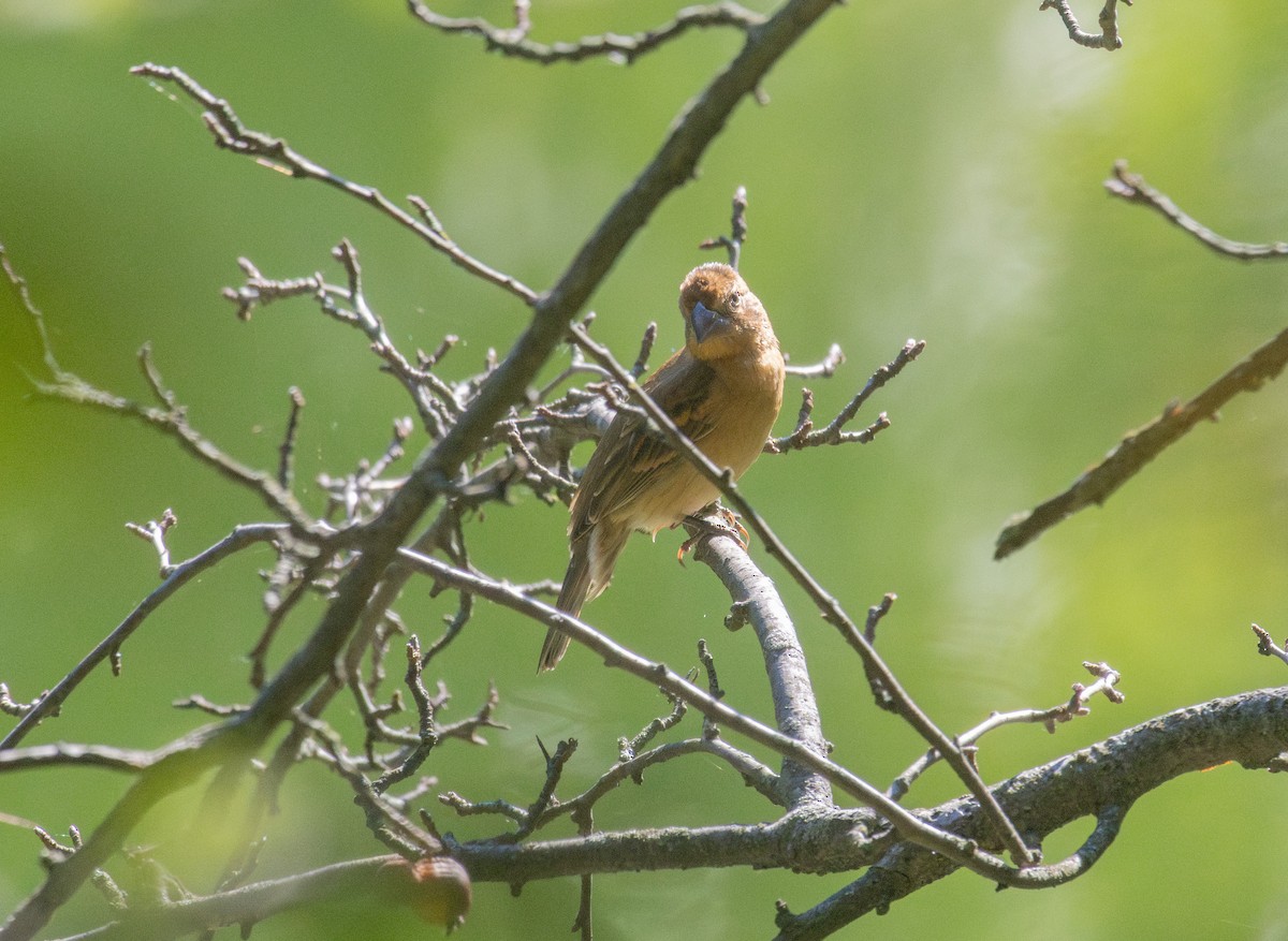Blue Grosbeak - ML641946680