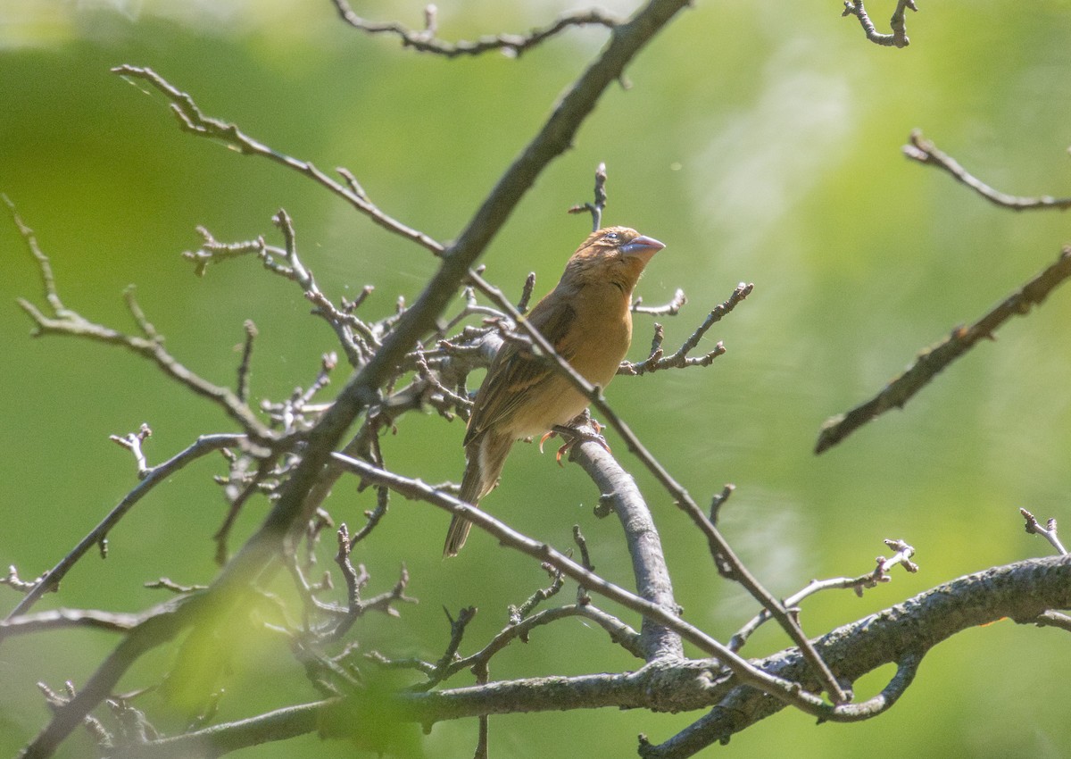 Blue Grosbeak - ML641946681