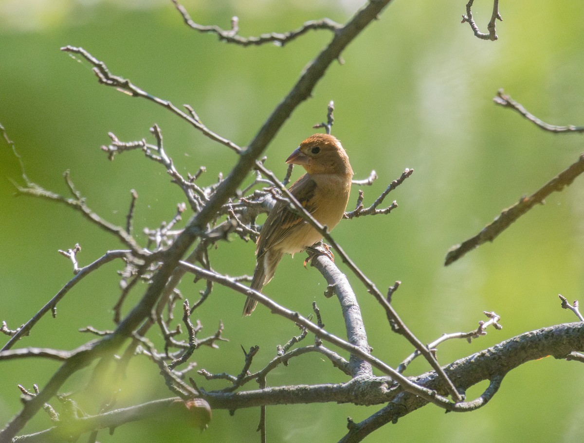 Blue Grosbeak - ML641946682