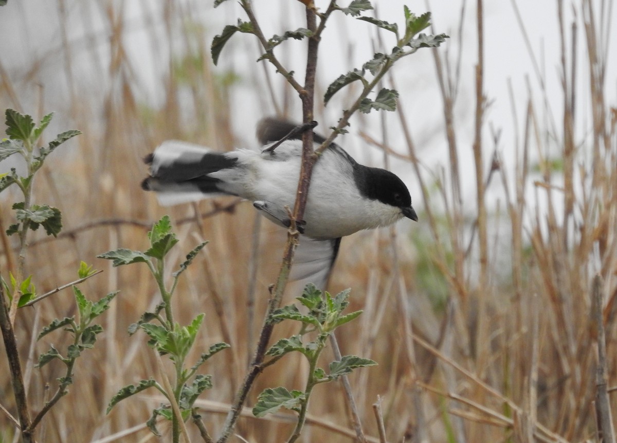 Black-capped Warbling Finch - ML641946685