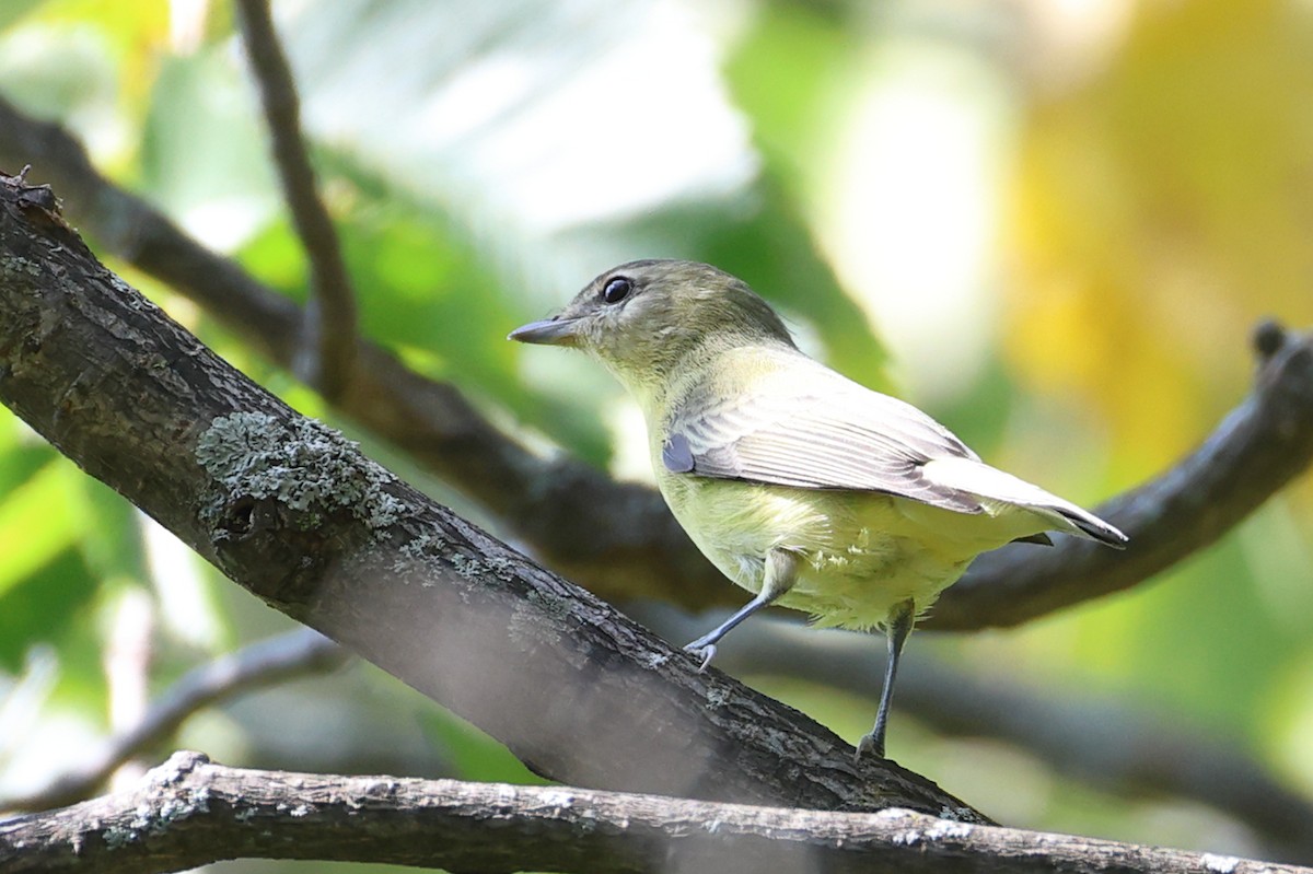 Philadelphia Vireo - ML641946696