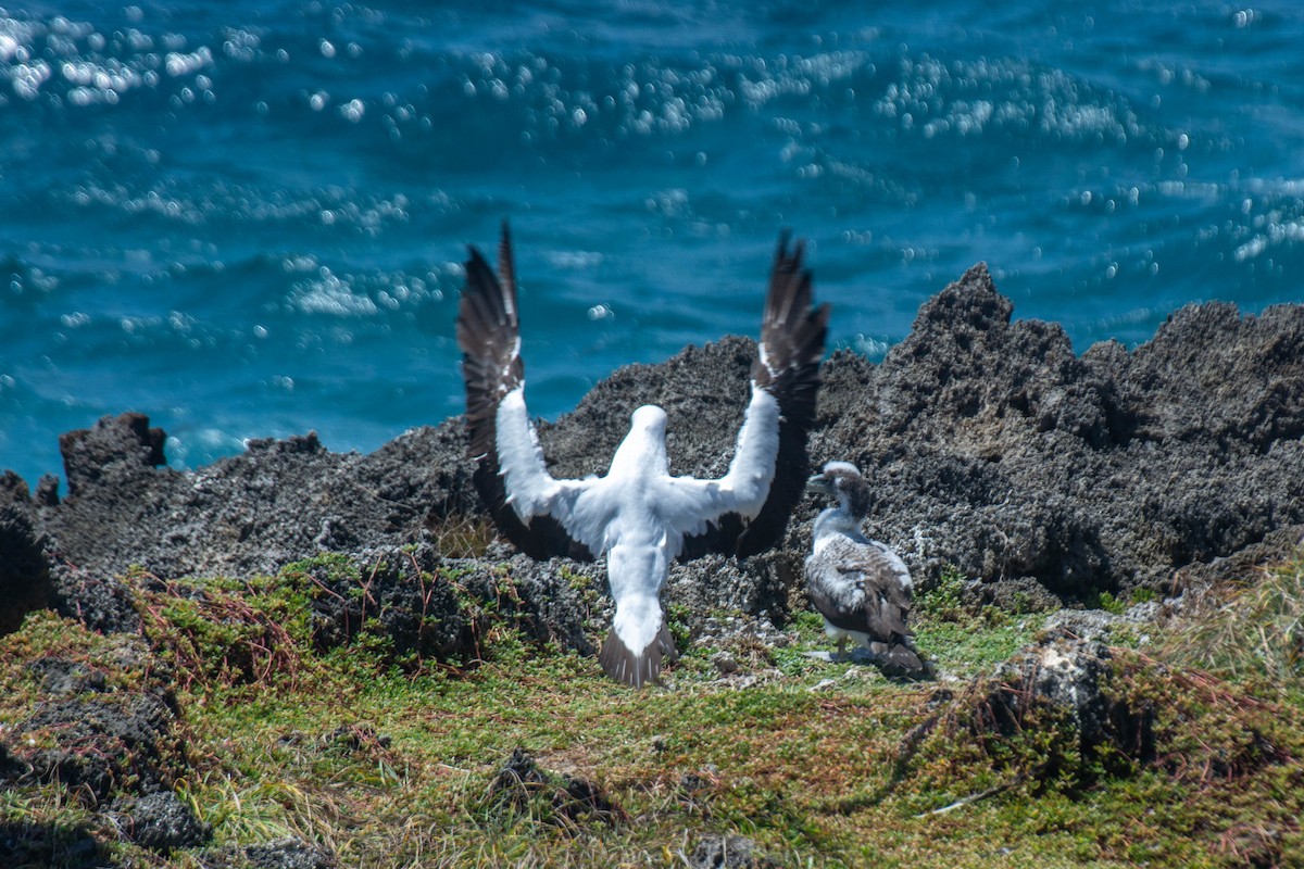 Masked Booby - ML641946700