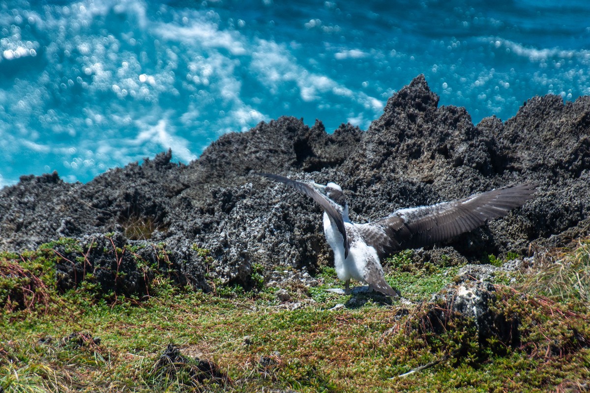 Masked Booby - ML641946701