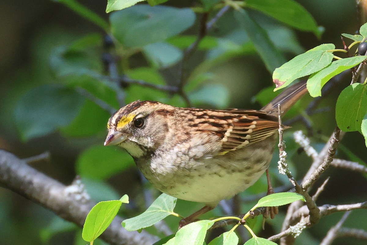 White-throated Sparrow - ML641946705