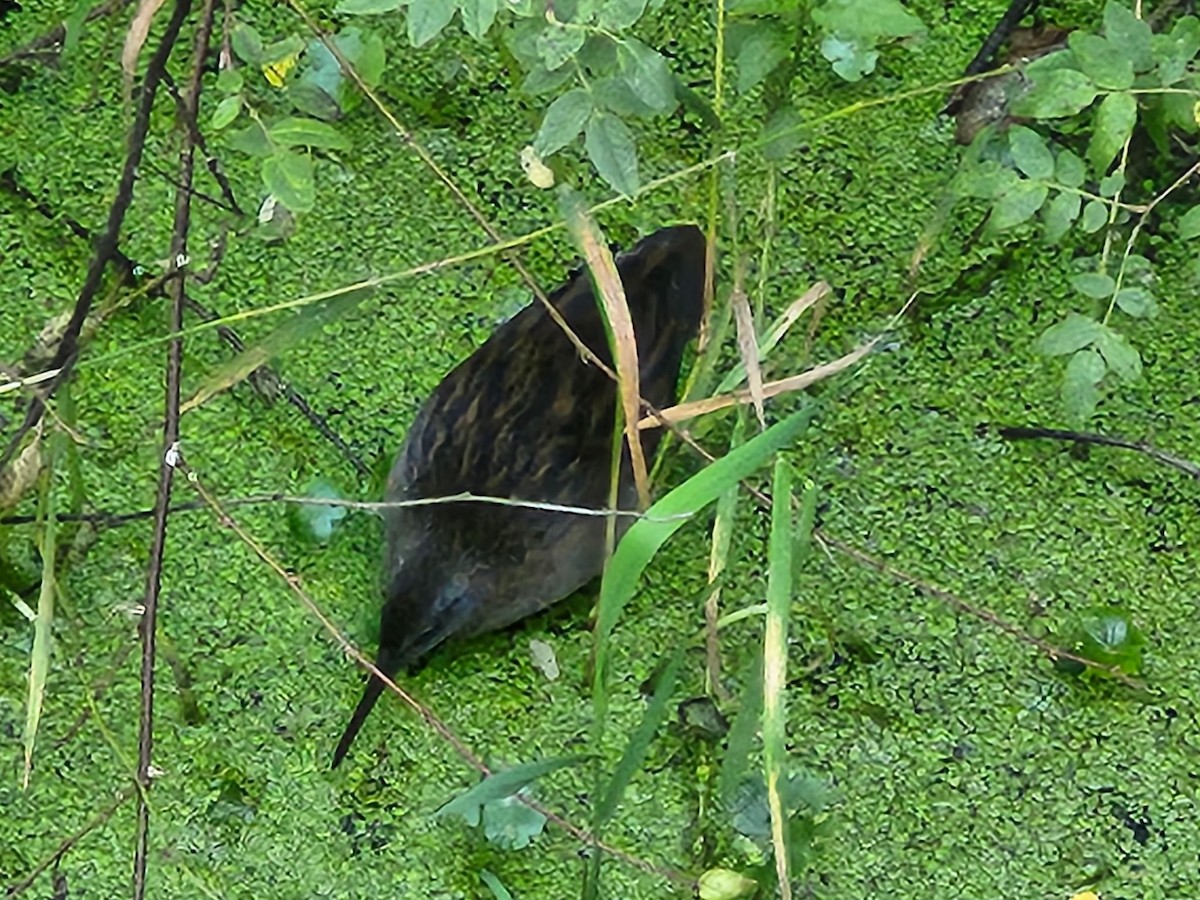 Virginia Rail - ML641946707