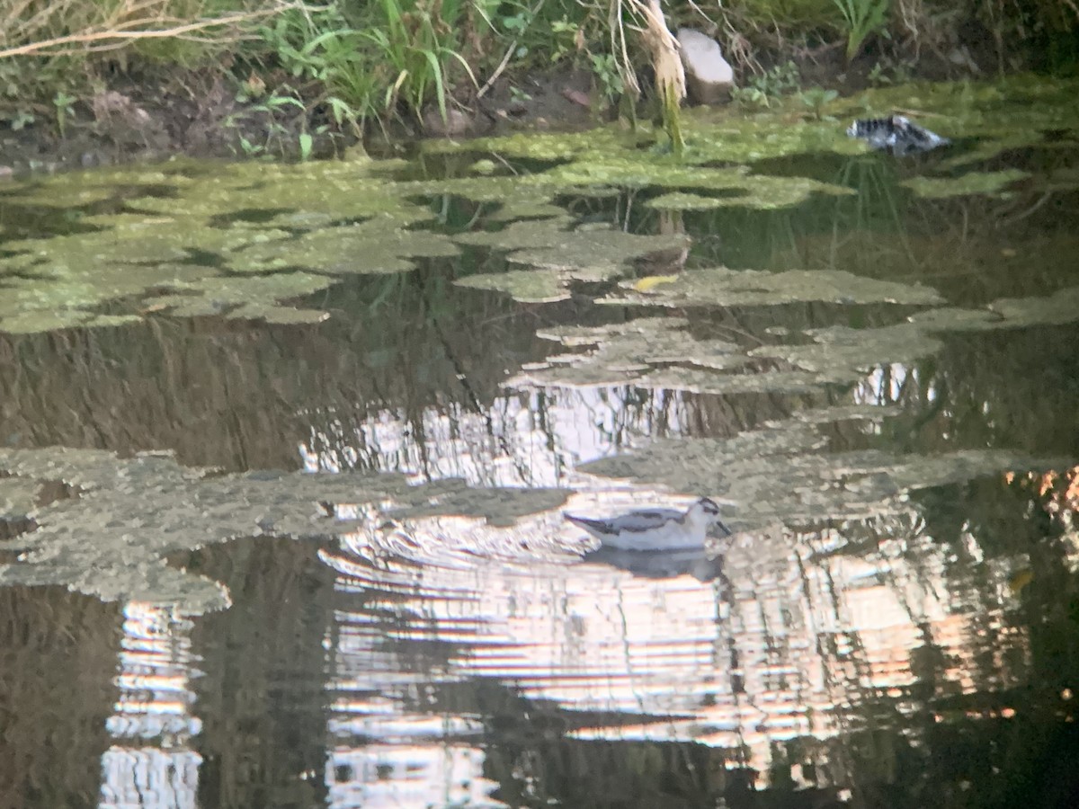 Red Phalarope - ML641946723
