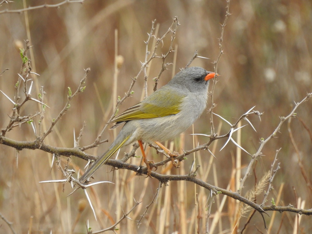 Great Pampa-Finch - ML641946736