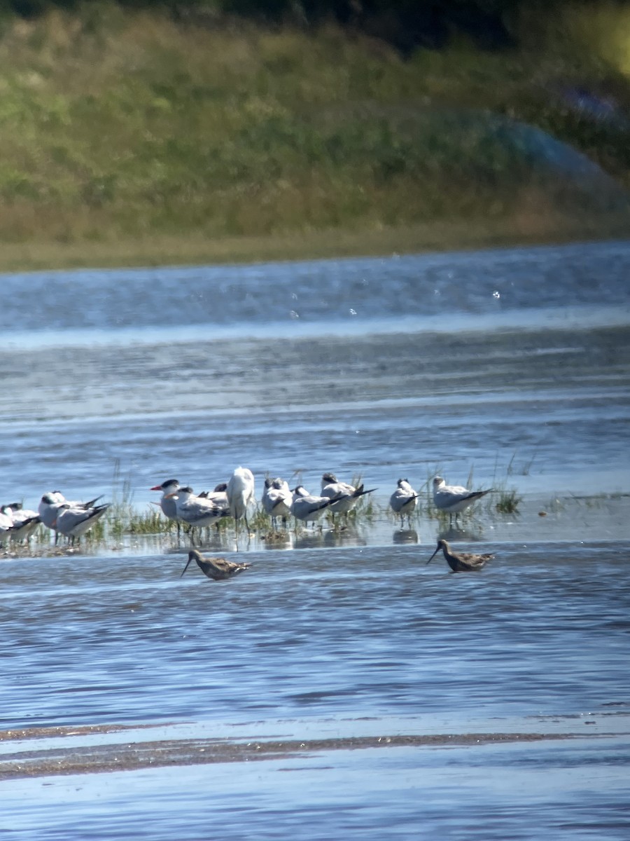 Hudsonian Godwit - ML641946744