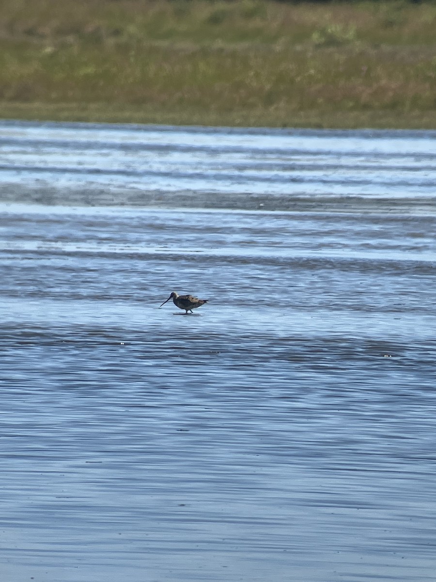 Hudsonian Godwit - ML641946745