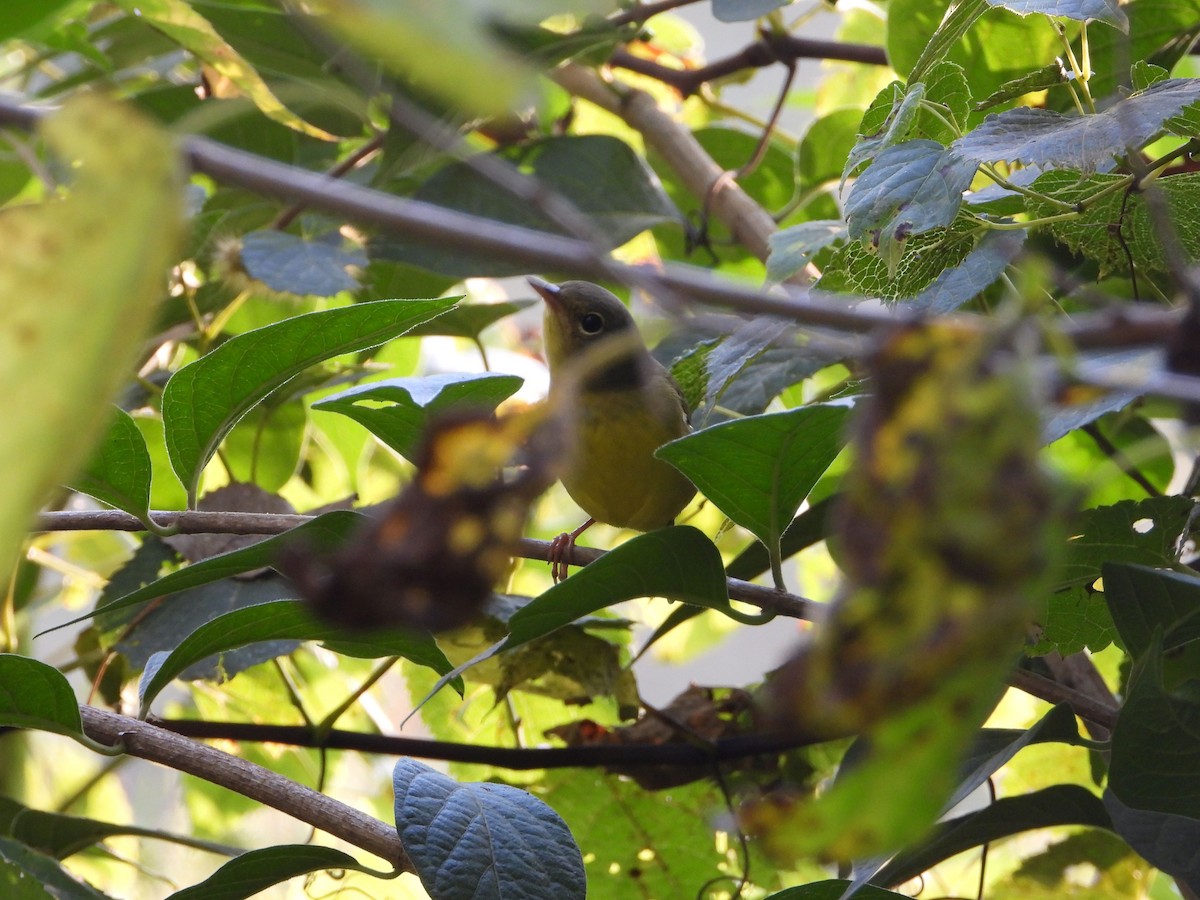 Mourning Warbler - ML641946776