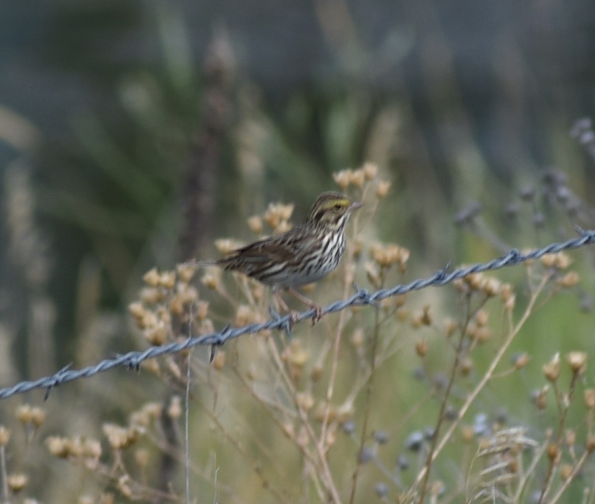 Savannah Sparrow - ML641946785