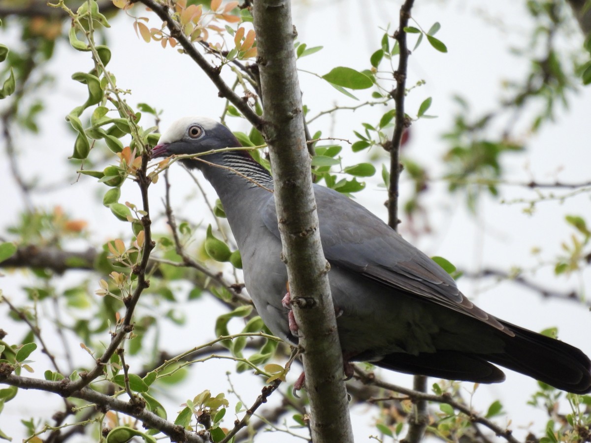 White-crowned Pigeon - ML641946787
