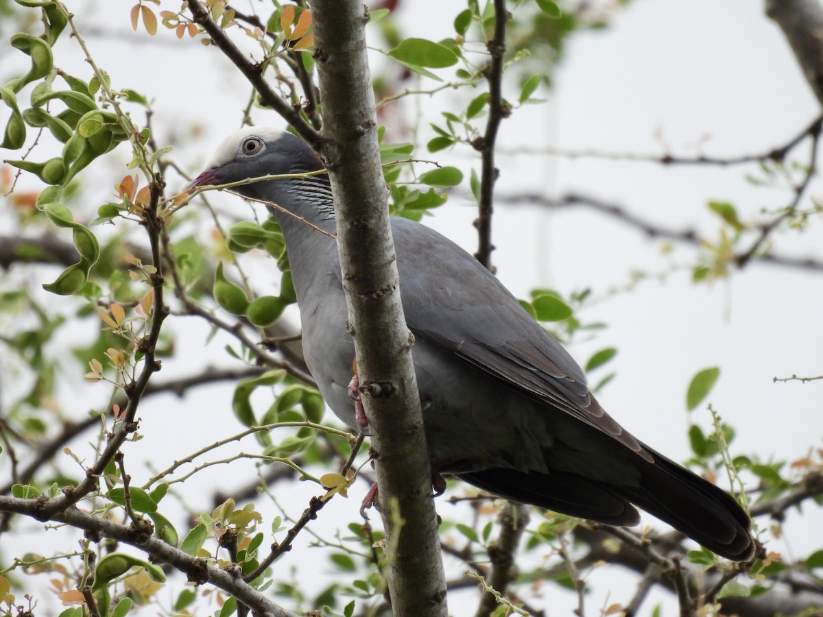 White-crowned Pigeon - ML641946788