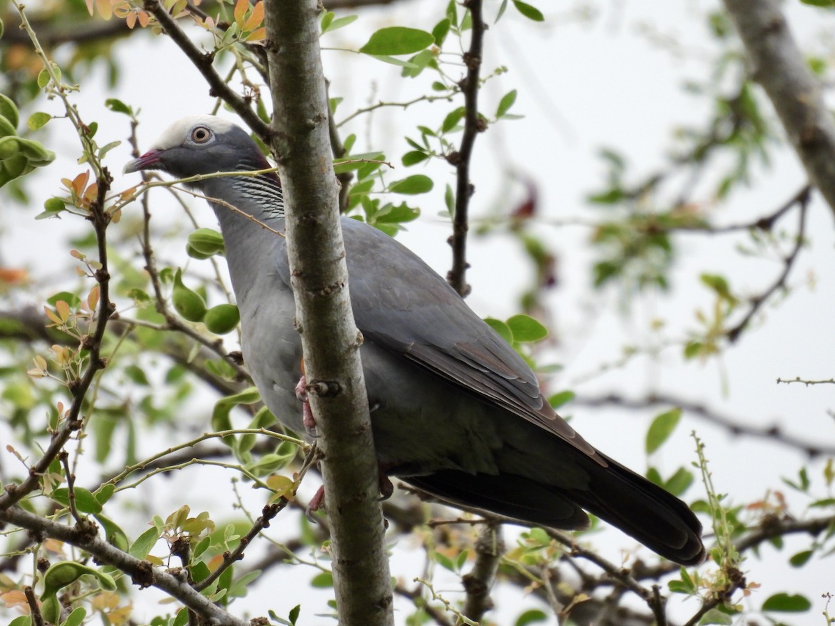White-crowned Pigeon - ML641946789