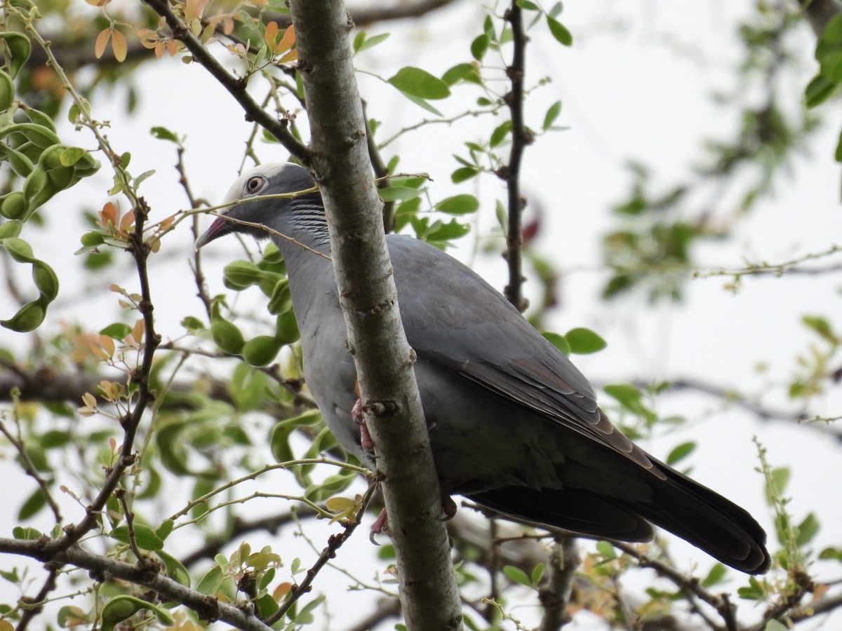 White-crowned Pigeon - ML641946790
