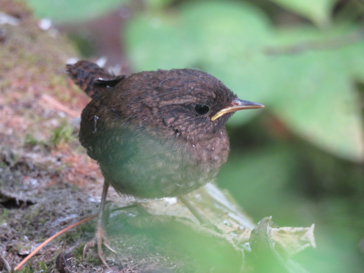 Pacific Wren - ML641946819