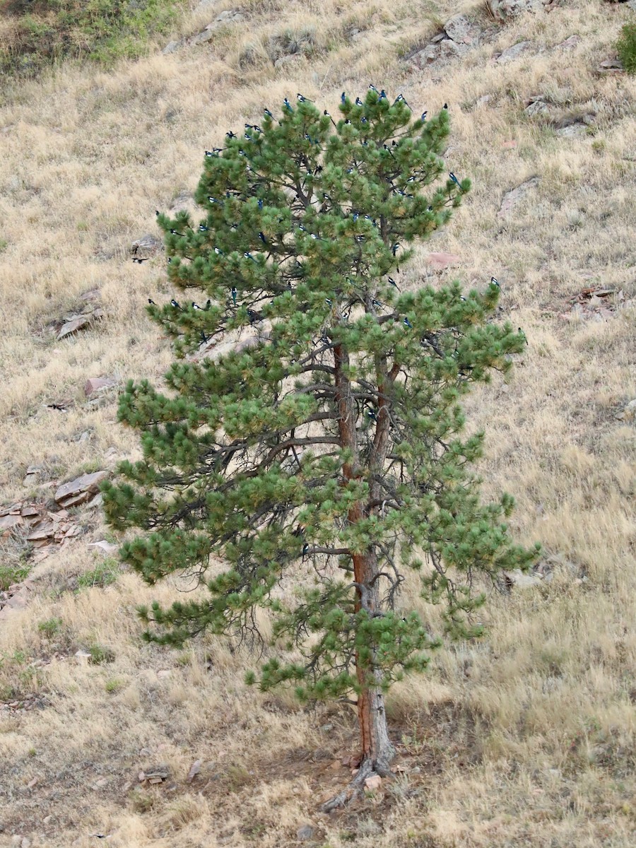 Black-billed Magpie - ML641946867