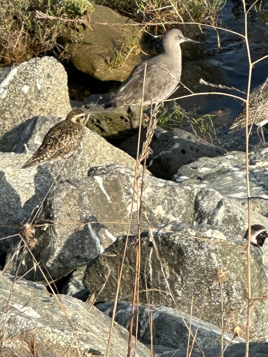 Pacific Golden-Plover - ML641946868