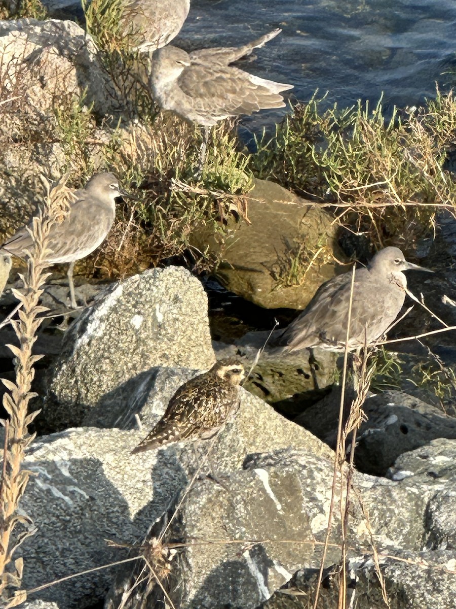 Pacific Golden-Plover - ML641946869