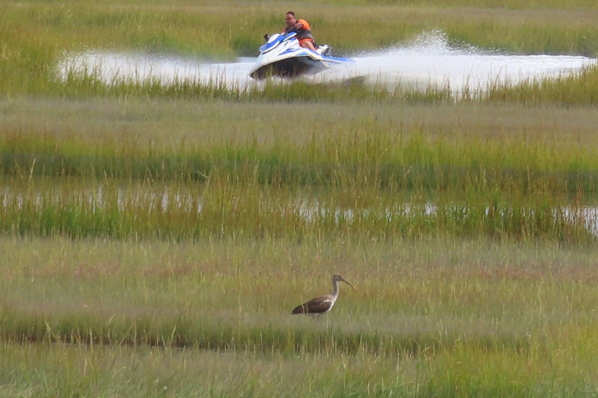 White Ibis - ML641946874