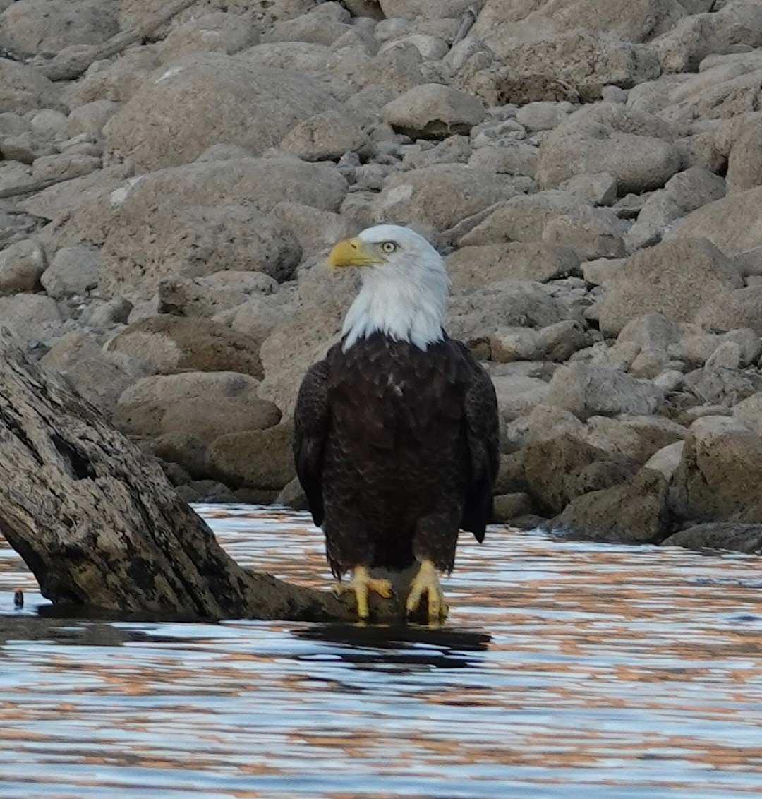 Bald Eagle - ML641946884
